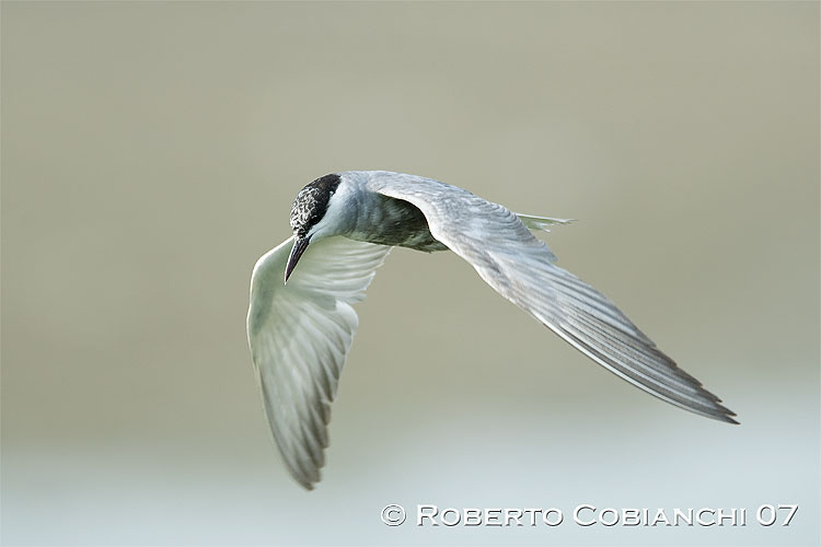 Mignattino piombato - Chlidonias hybridus